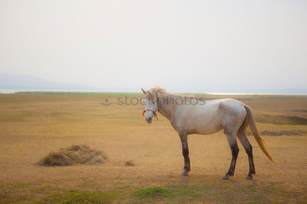 Image, Stock Photo sea apple Horse Tails Firm