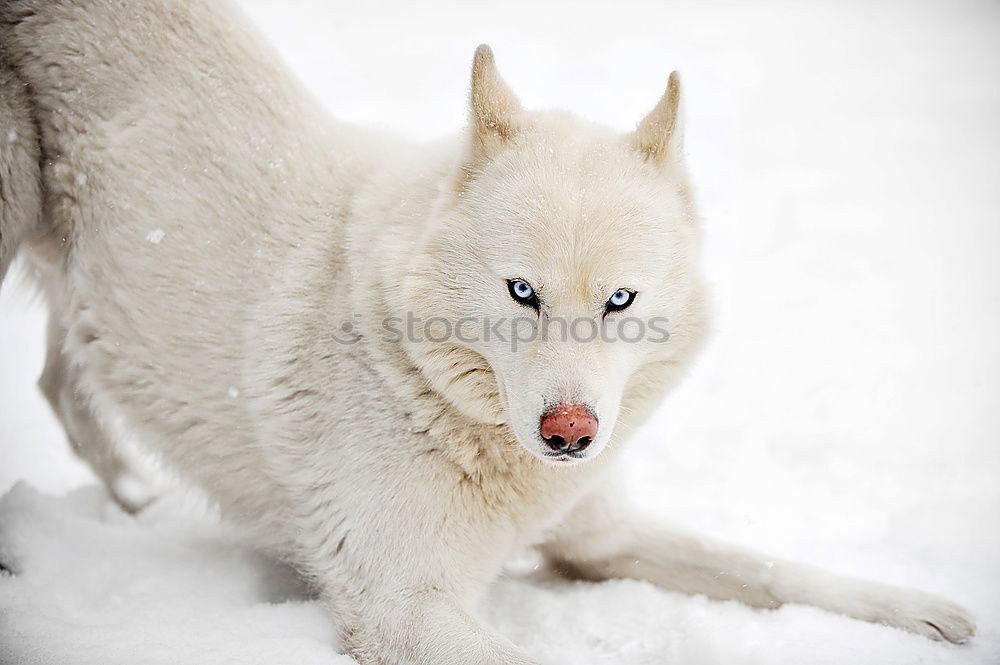 Similar – Image, Stock Photo Sled dog in Greenland