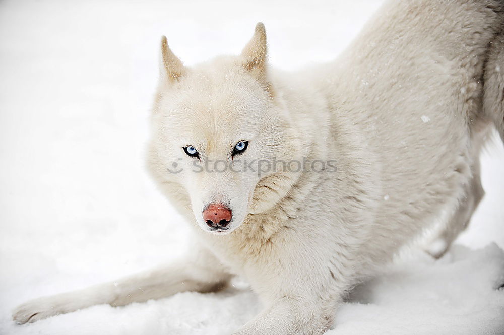 Similar – Image, Stock Photo Sled dog in Greenland