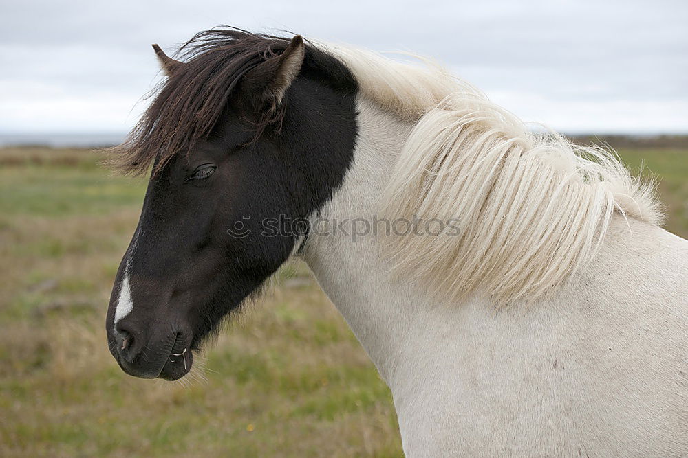 Similar – Image, Stock Photo Portrait of a black and white Icelandic horse