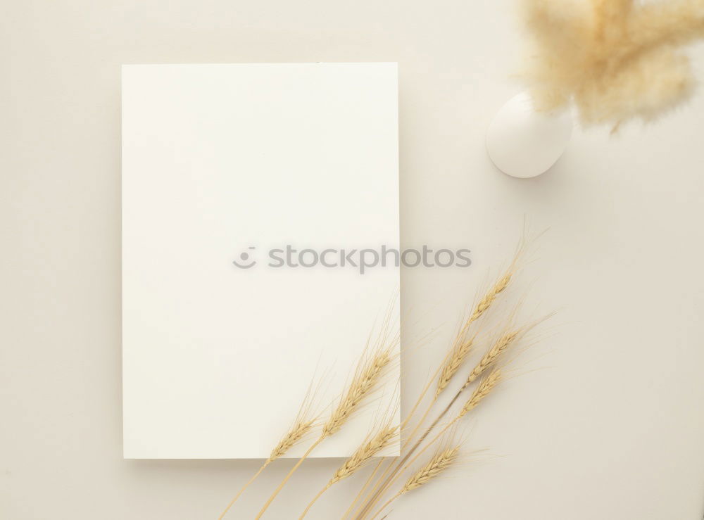 Similar – Gift with fir twig and blank white paper