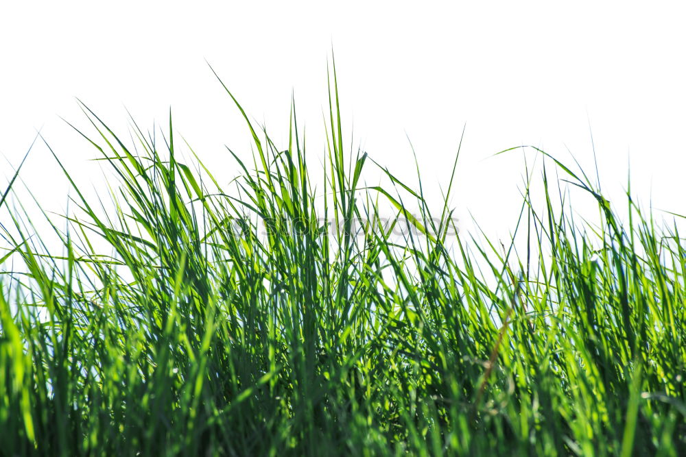 Similar – Image, Stock Photo blades of grass in the sky :-)