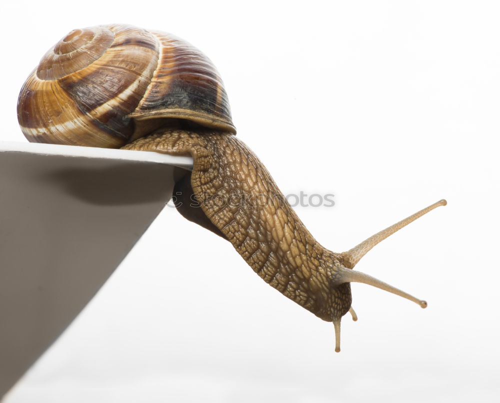 A yellow-brown snail on a stem with neutral background