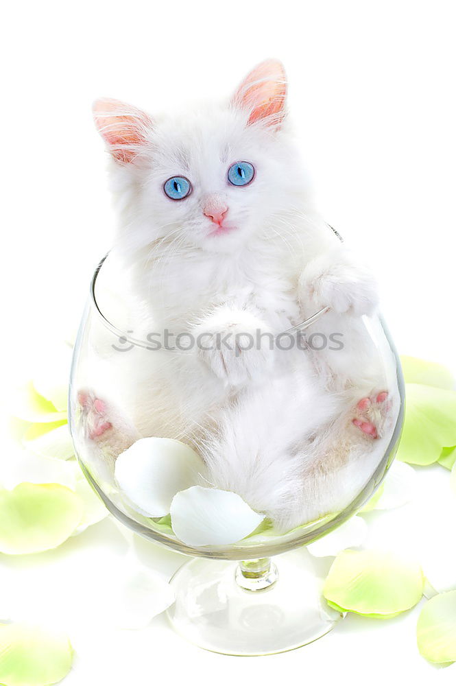 Similar – Image, Stock Photo meow Leisure and hobbies