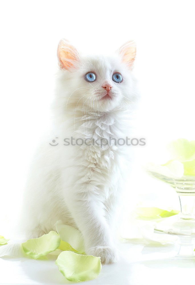 Similar – Image, Stock Photo Baby cat 3 Animal Pet Cat