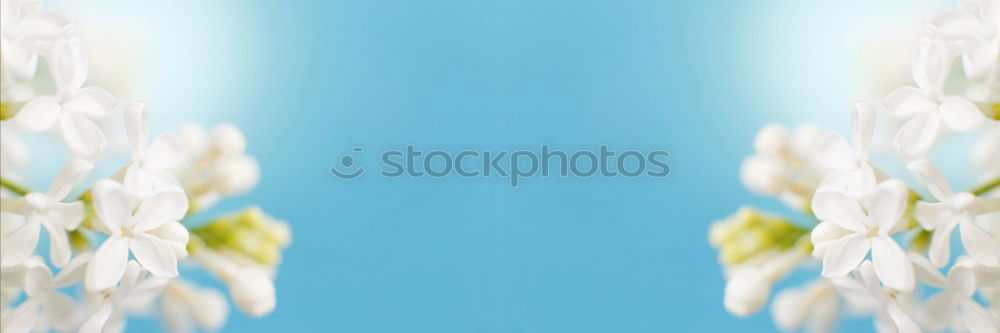 Similar – Image, Stock Photo Light blue background with small white flowers