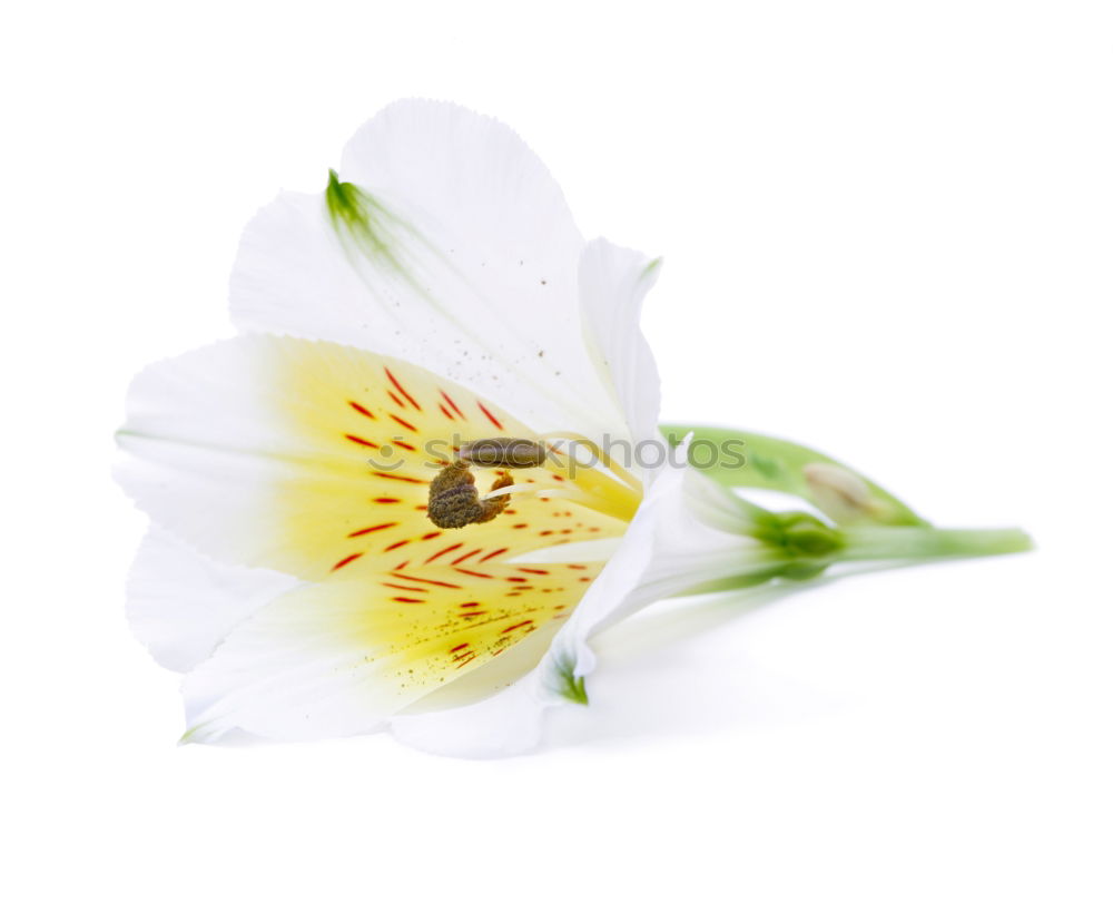 Similar – Image, Stock Photo Blue white striped primrose