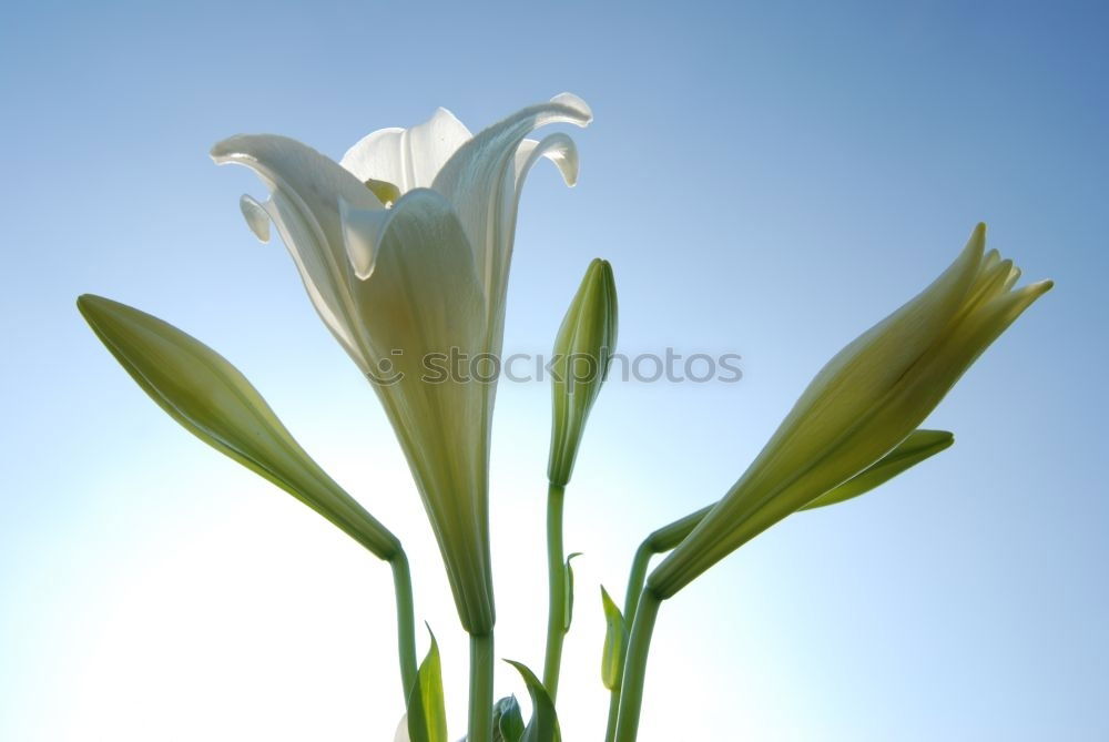 Image, Stock Photo snowdrops Snowdrop Pure