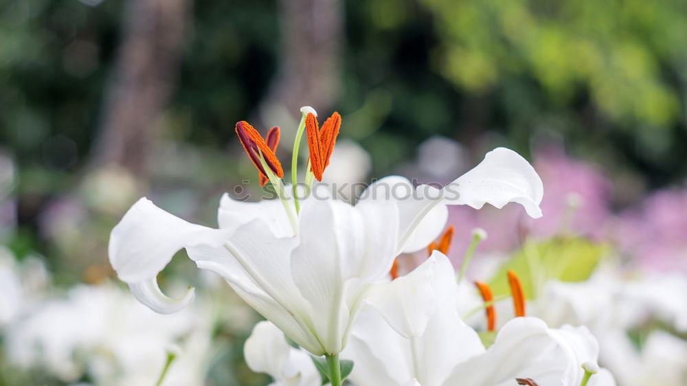 Similar – Image, Stock Photo Snowdrops in the spotlight