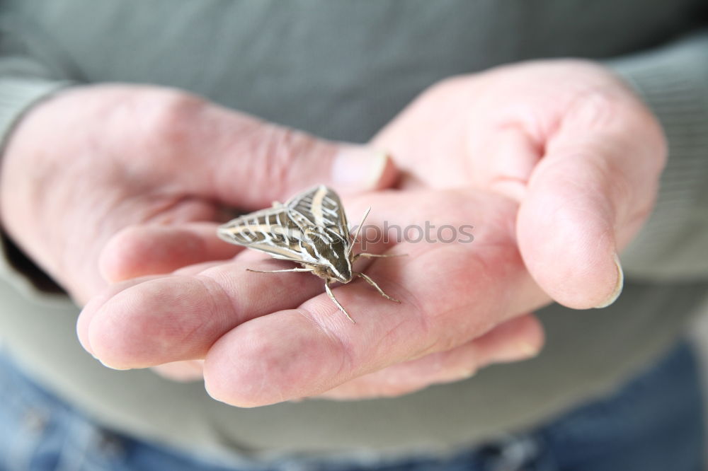 Similar – Bugs. Beetle Insect Hand