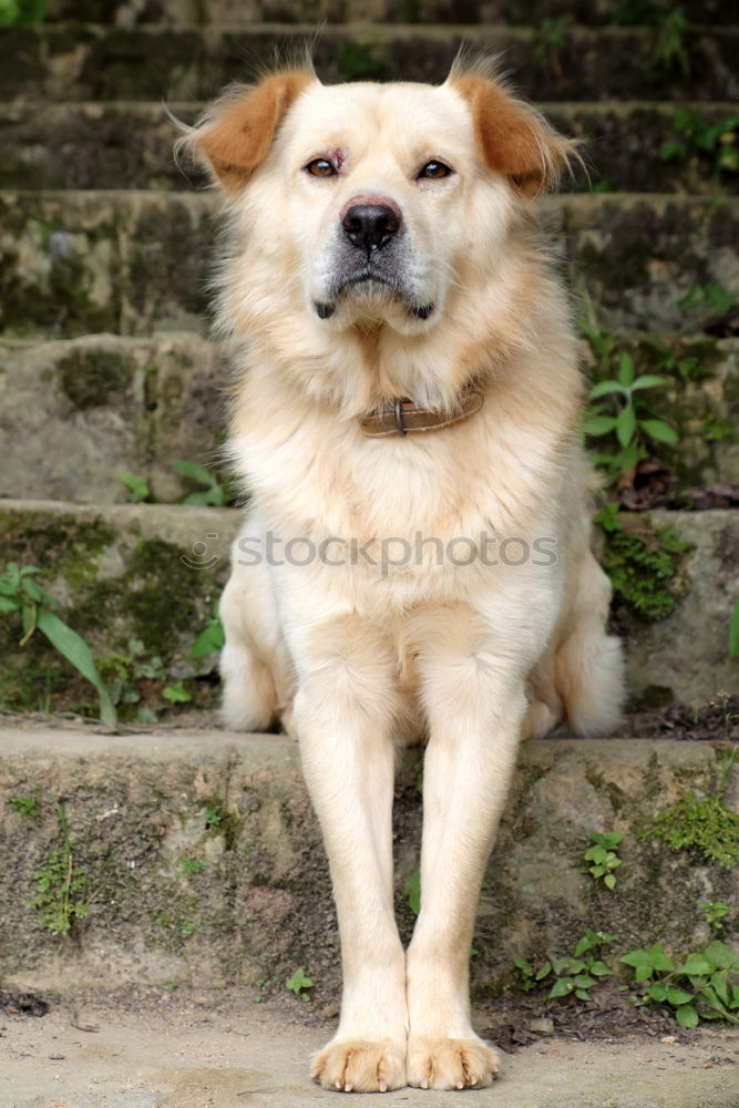 Image, Stock Photo Dog German Shepherd lying