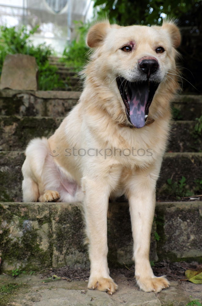 Image, Stock Photo caper Jack Russell terrier