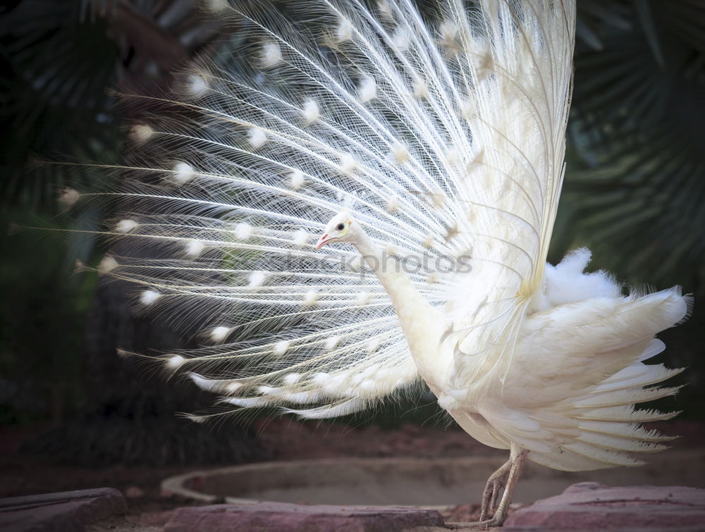 Similar – albino Animal Bird 1