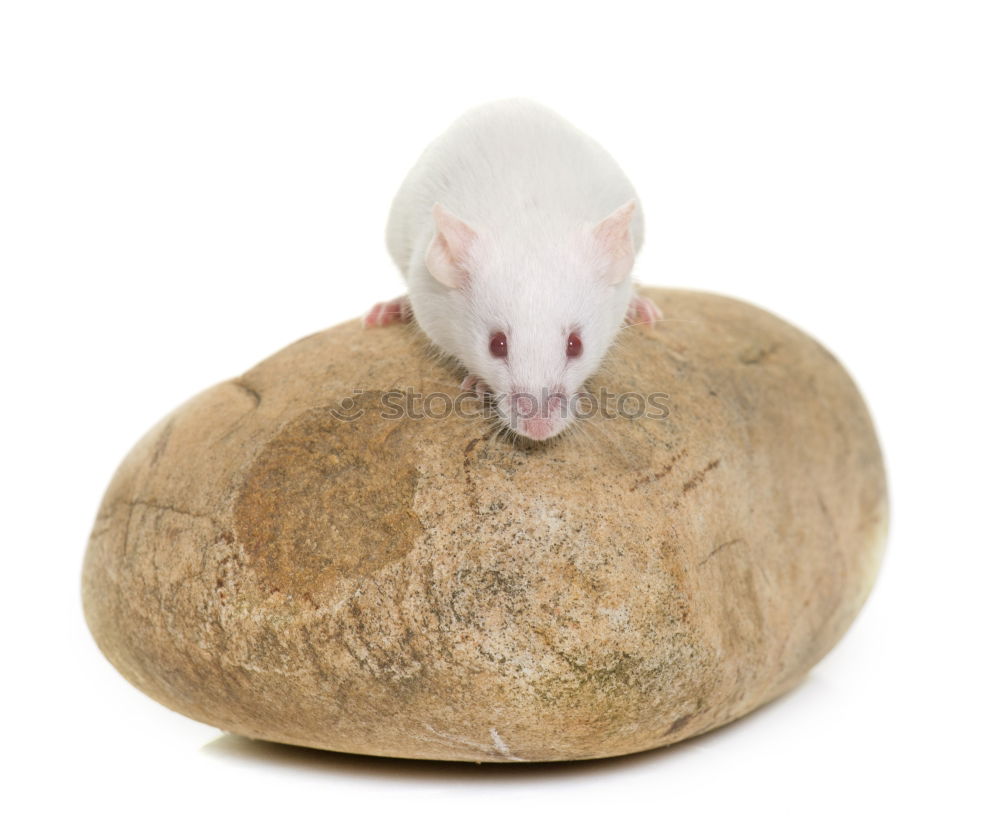 Similar – Image, Stock Photo Mole Garden Nature Animal