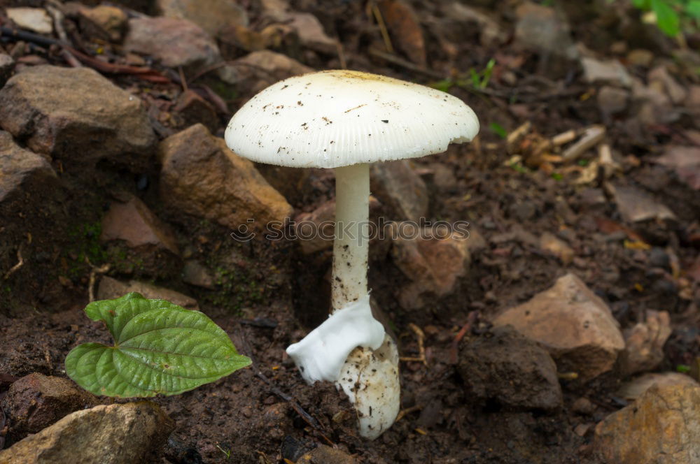 Similar – Foto Bild Stachelköpfchen Natur