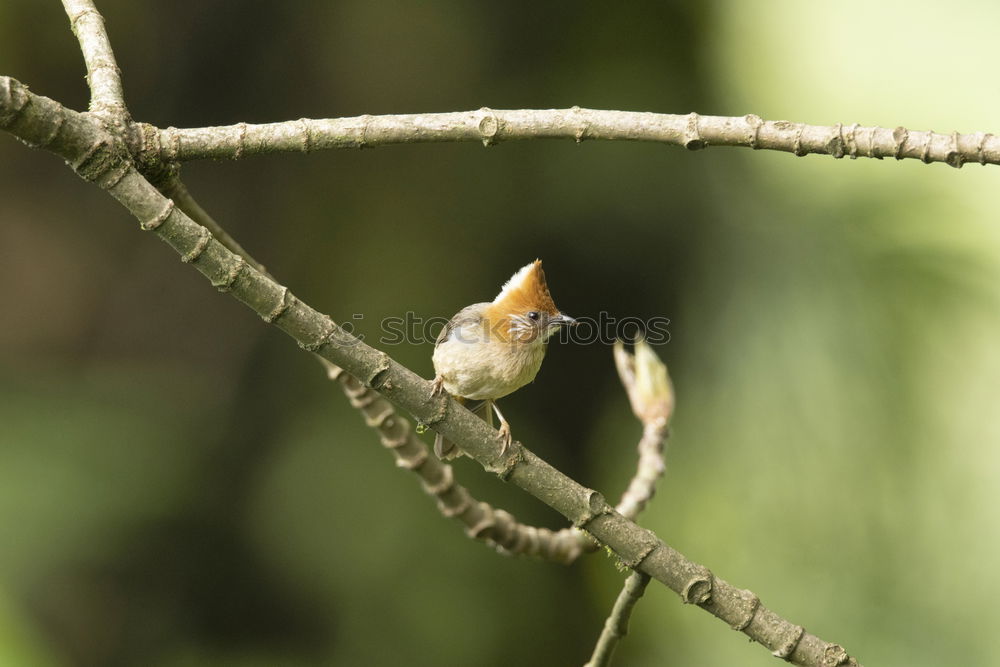 Similar – Foto Bild Vogel guckt aus sein Vogelhaus