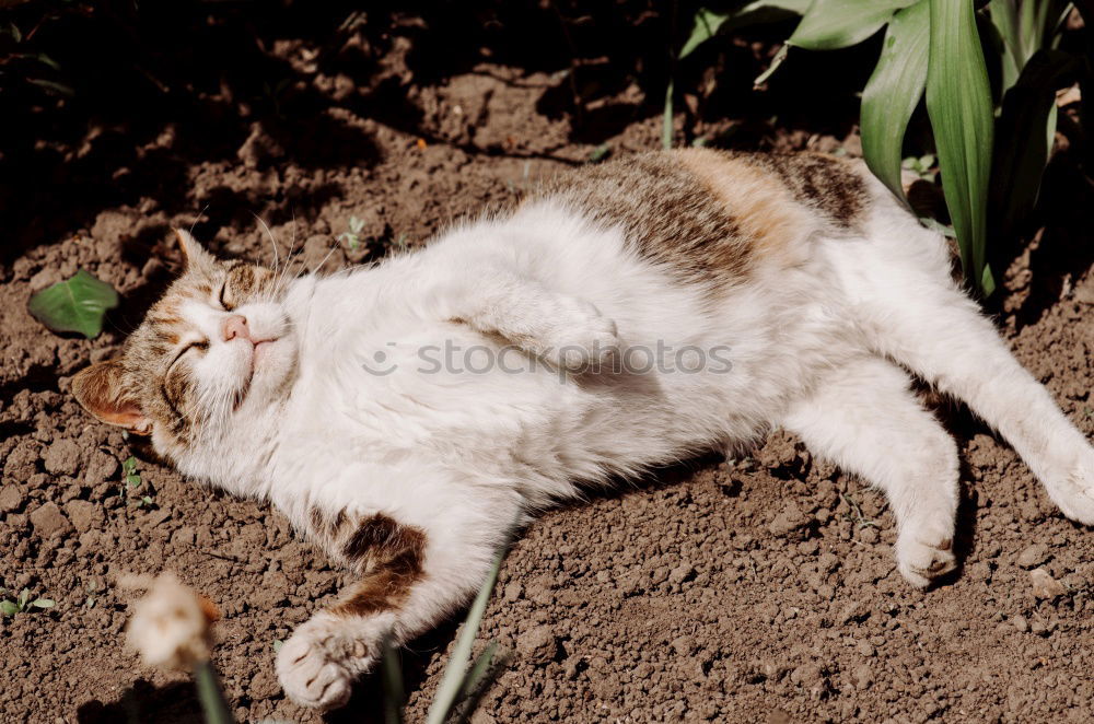 Similar – Image, Stock Photo I dream I’m a daisy. Dog