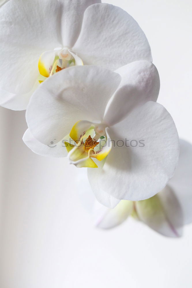 Similar – Foto Bild orchidee Orchidee Blume