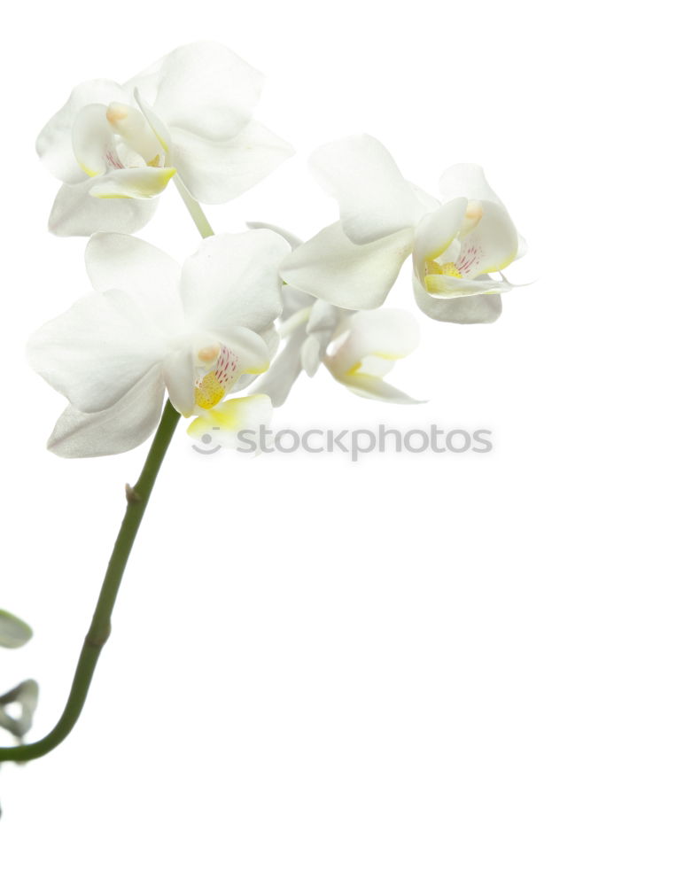 Similar – Image, Stock Photo manfred krug Orchid Vase