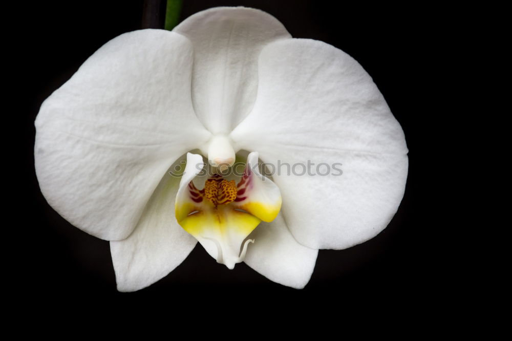 Similar – Image, Stock Photo hessian oster orchids III