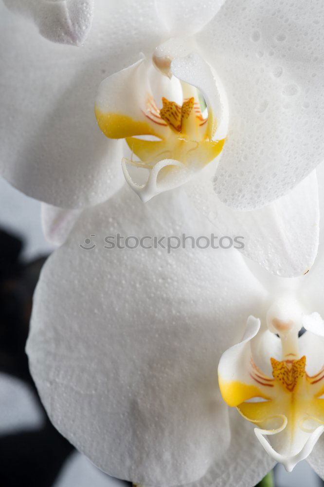 Similar – Foto Bild orchidee Orchidee Blume