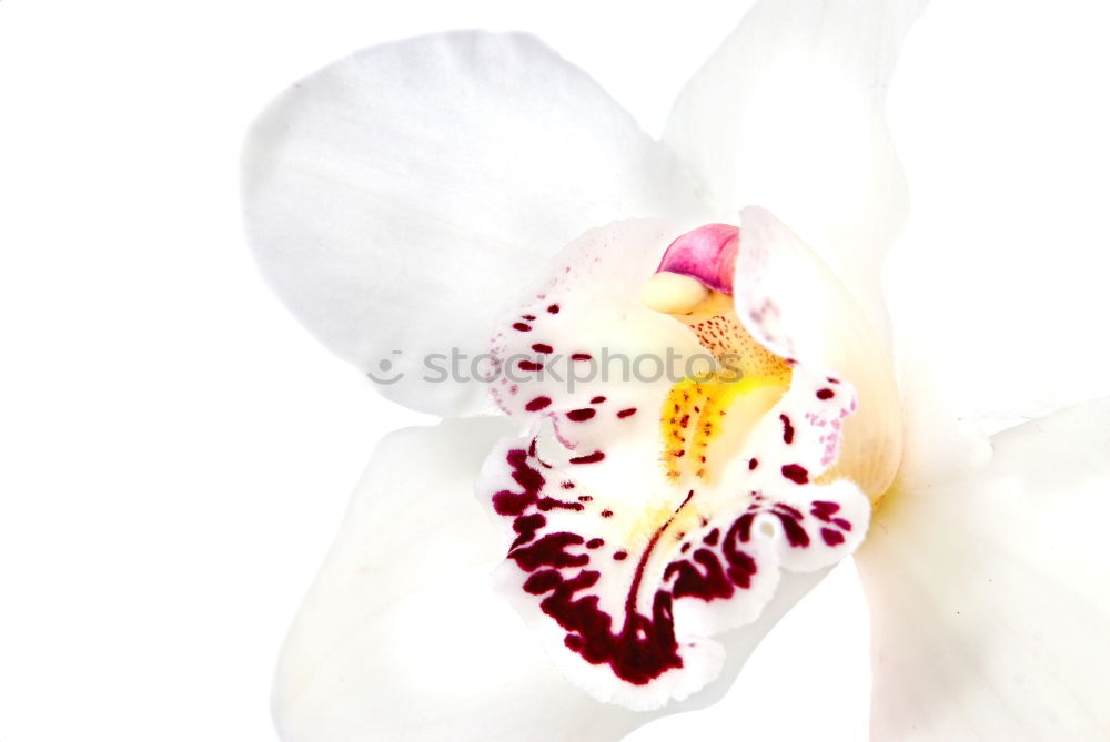 Similar – Orchidee Pflanze Blume