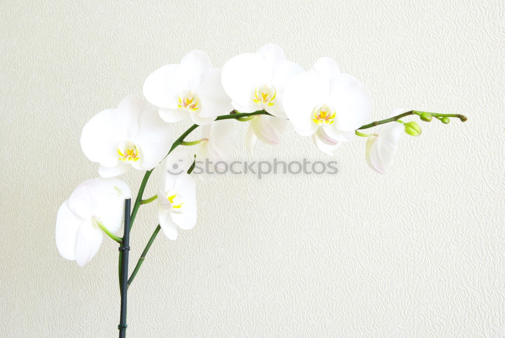 Similar – Image, Stock Photo Decorative pattern with delicate flowers