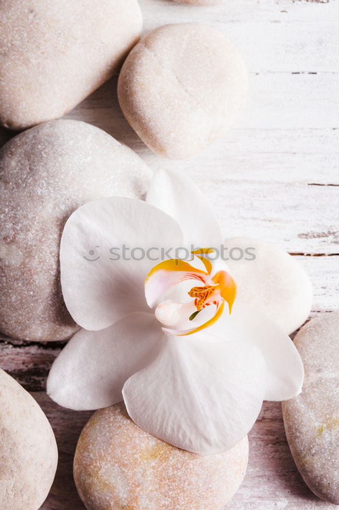 Similar – Image, Stock Photo Pink macaroons, peach and lavender flavor