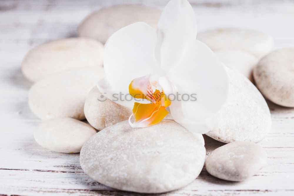 Image, Stock Photo Easter egg made of concrete decorated with small snowdrops