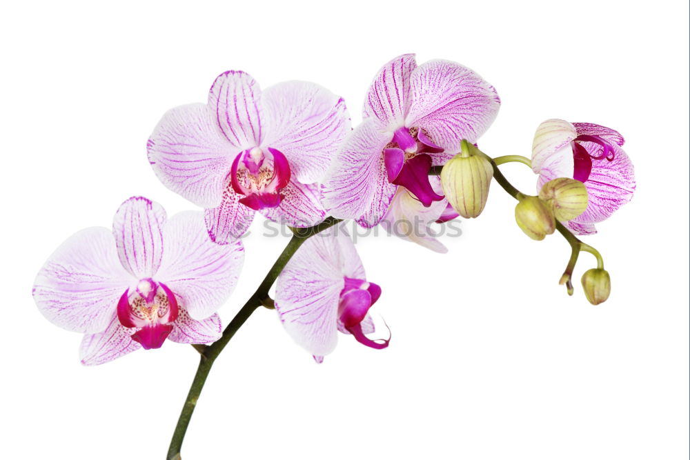 Similar – Image, Stock Photo Flower pink Orchid Pink