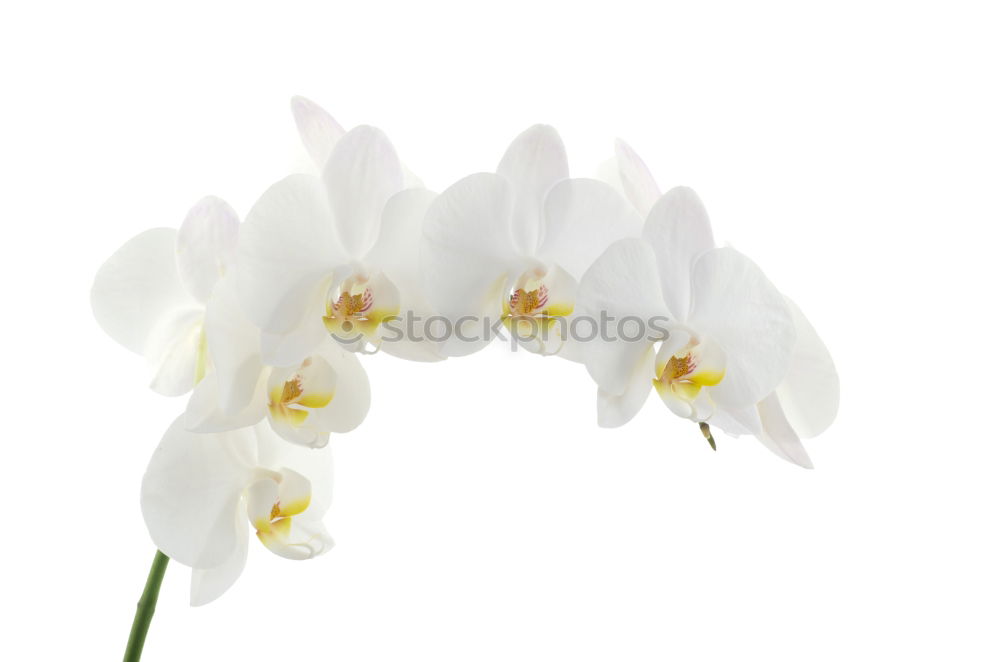 Similar – Image, Stock Photo Three snowdrops in front of a bright background