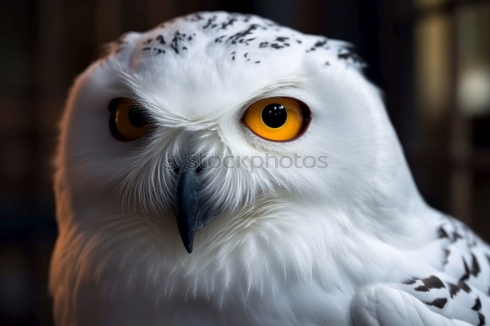 Similar – Image, Stock Photo Snowy owl face II