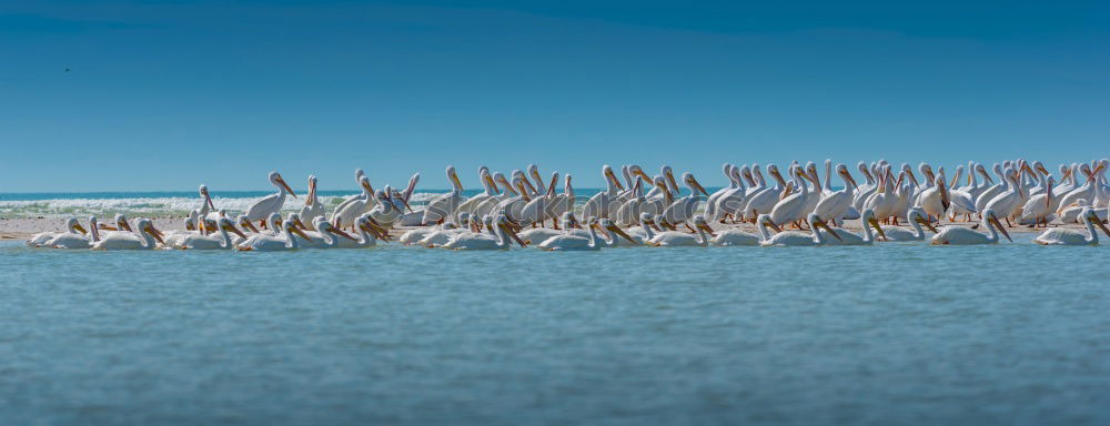 Similar – flamingos Lake Lake Nakuru