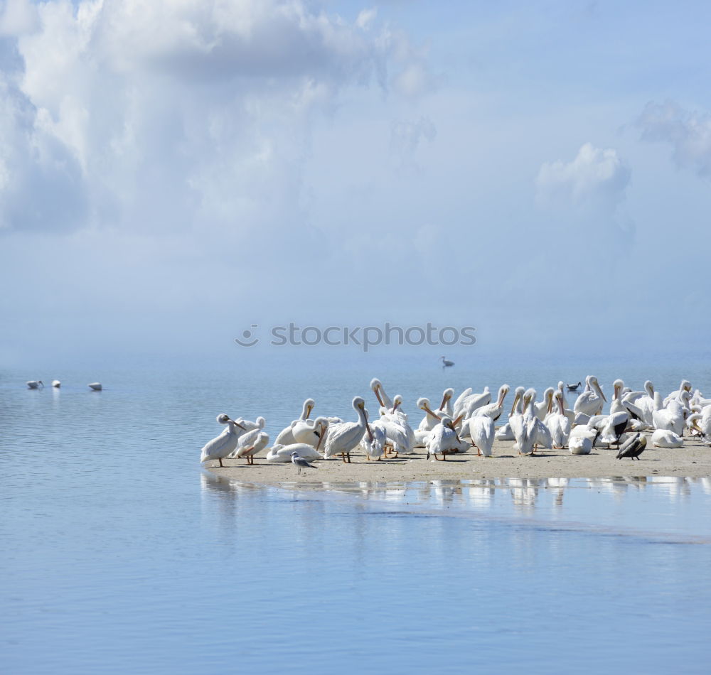 Similar – flamingos Lake Lake Nakuru