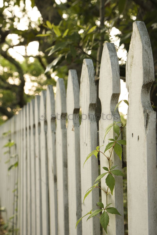 Idyll with fence Plant