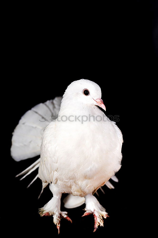 Similar – Taube Blau-Weiss Vogel