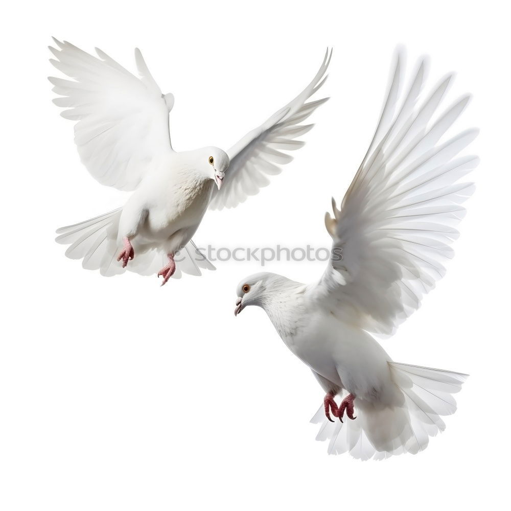 Similar – Image, Stock Photo dove in venice Pigeon