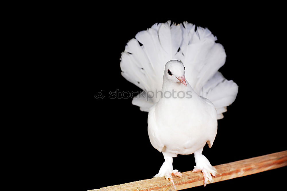 Similar – cockatoos Branch Twig