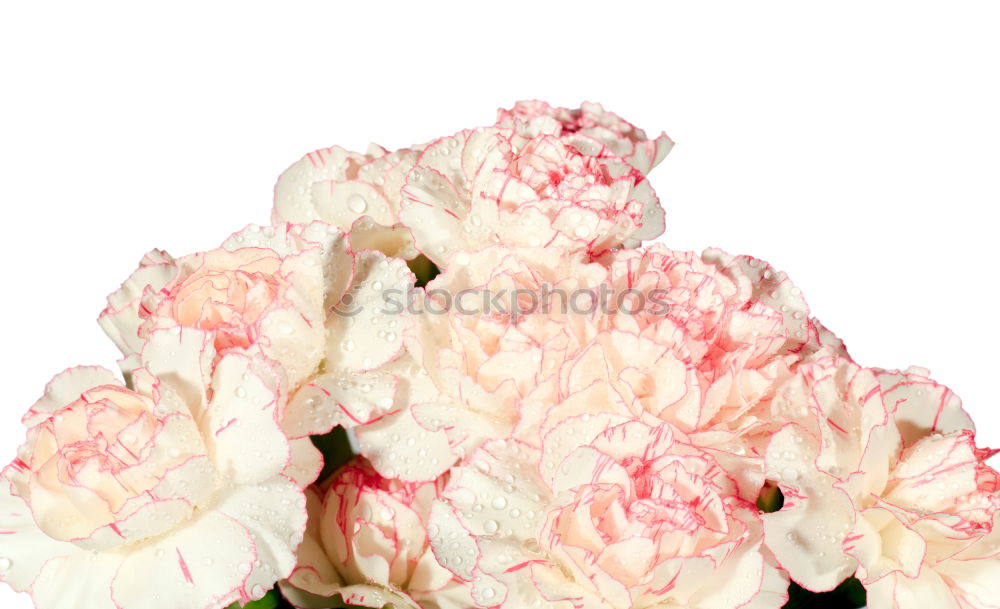 Similar – Image, Stock Photo Flowers peonies and roses of cream white and pink colour palette on the wall, floral wallpaper background for a wedding reception or romantic event. Faux artificial flowers wall in pink colours.