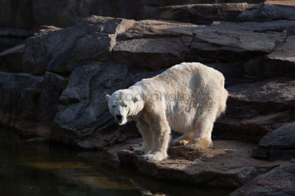 Similar – Foto Bild Eisbär Tier Zoo Aalborg