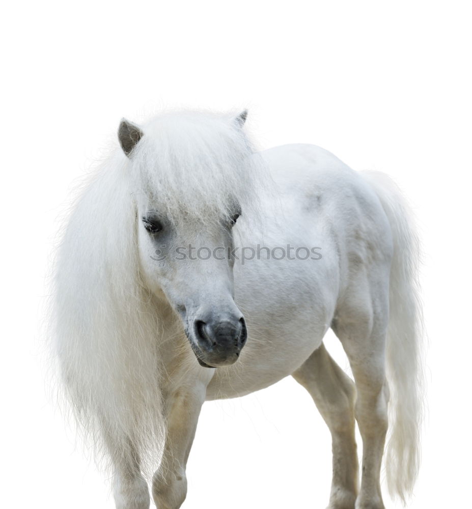 Similar – Foto Bild Ponys Pony Natur