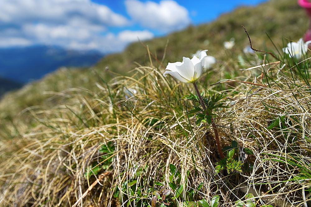 Similar – little flowers Environment