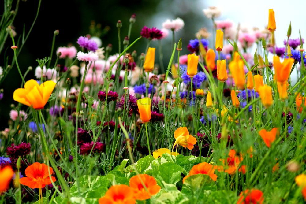 Similar – Image, Stock Photo Cornflower meadow with poppies.