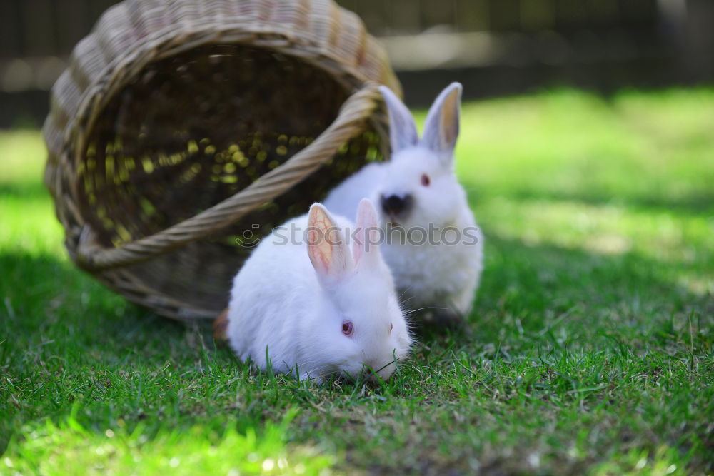 Similar – Image, Stock Photo That’s why there’s straw