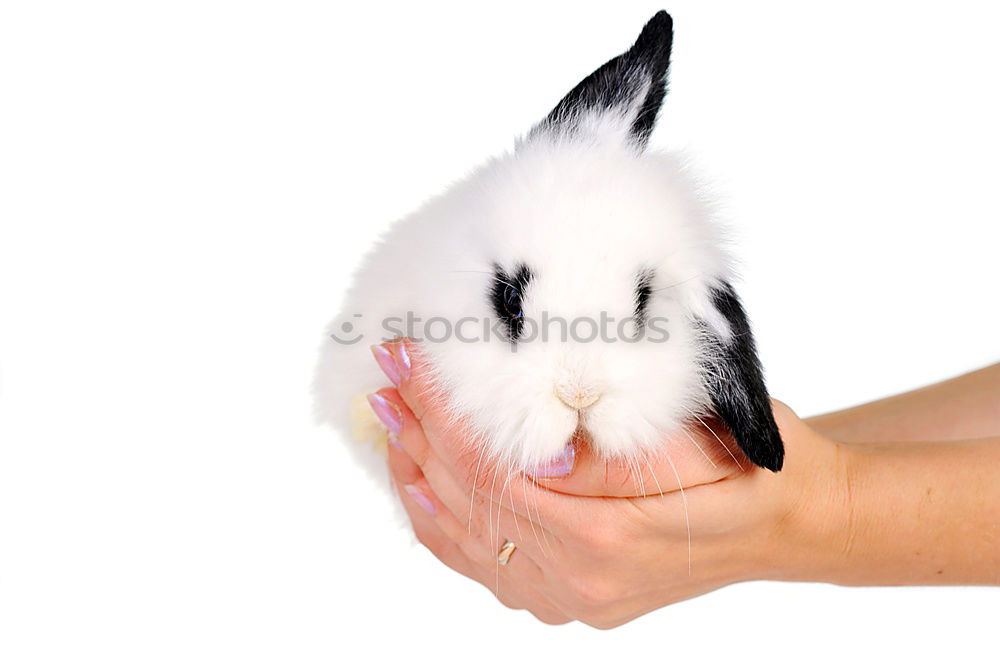 Similar – Image, Stock Photo Rabbit babies 12 days old