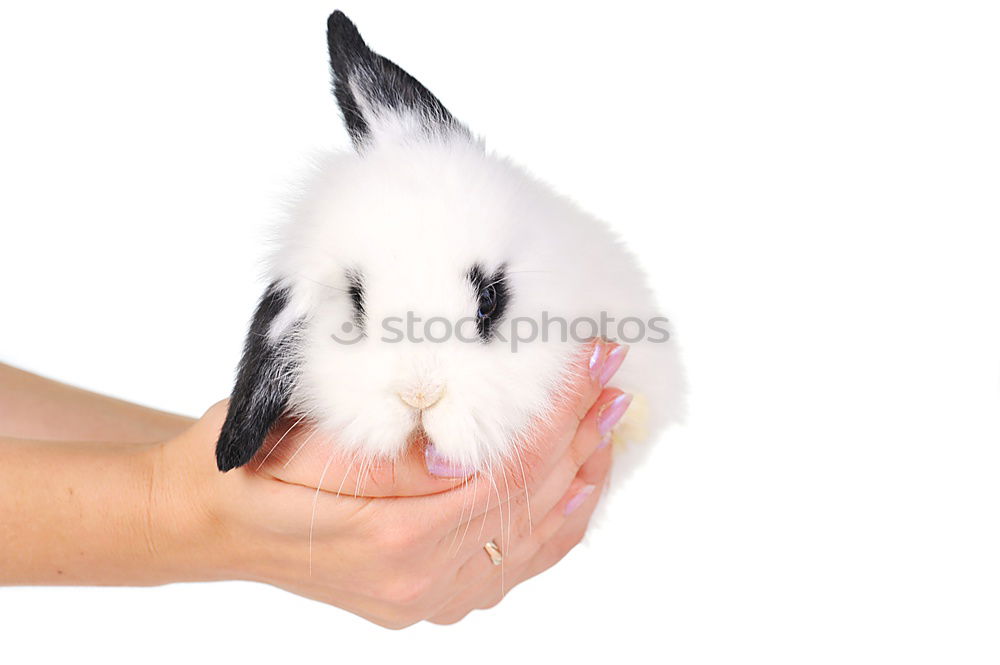 Similar – Image, Stock Photo Rabbit babies 12 days old