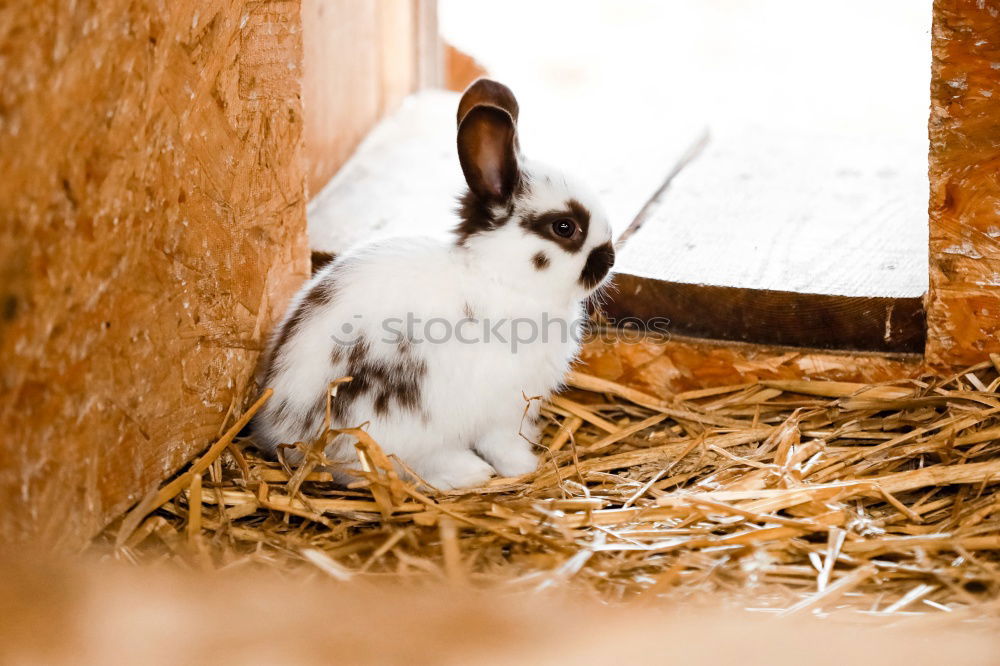 Similar – Image, Stock Photo Bunny 2 Animal Pet