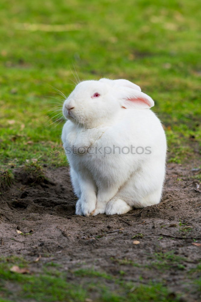 Similar – Image, Stock Photo One-Ear-Bunny Girl Arm