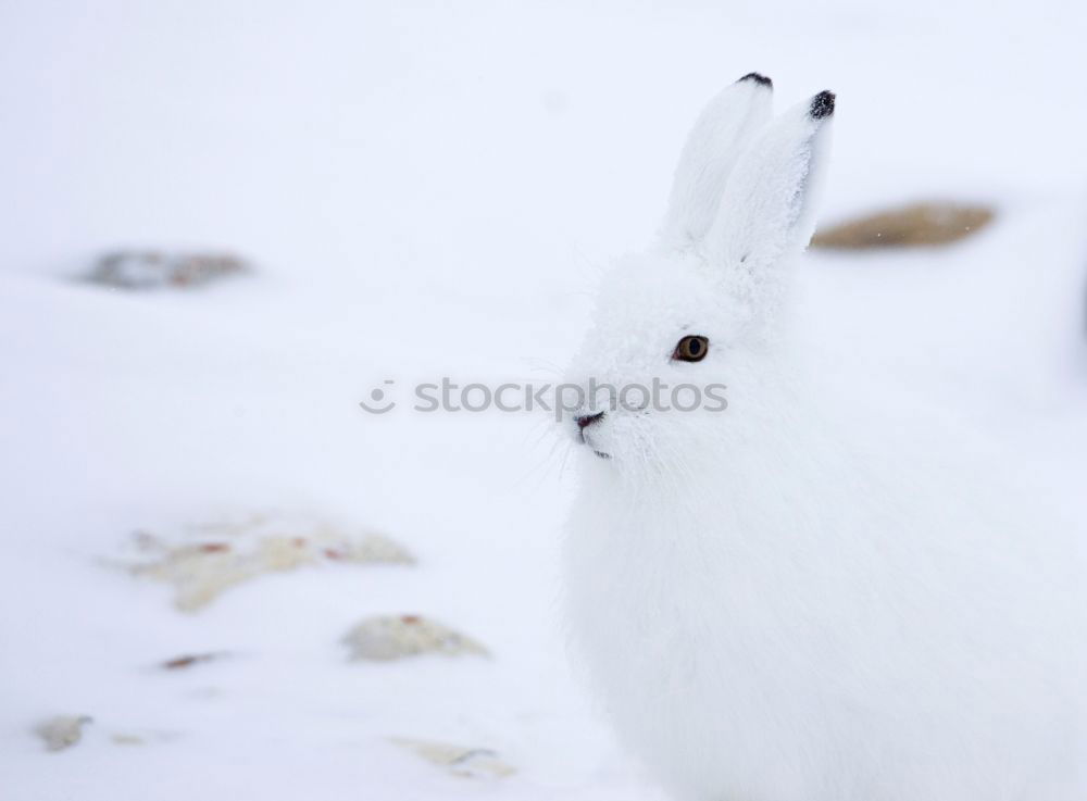 Similar – Image, Stock Photo African white-bellied chigel