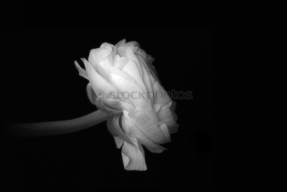 Similar – Image, Stock Photo White Orchid Flower Plant